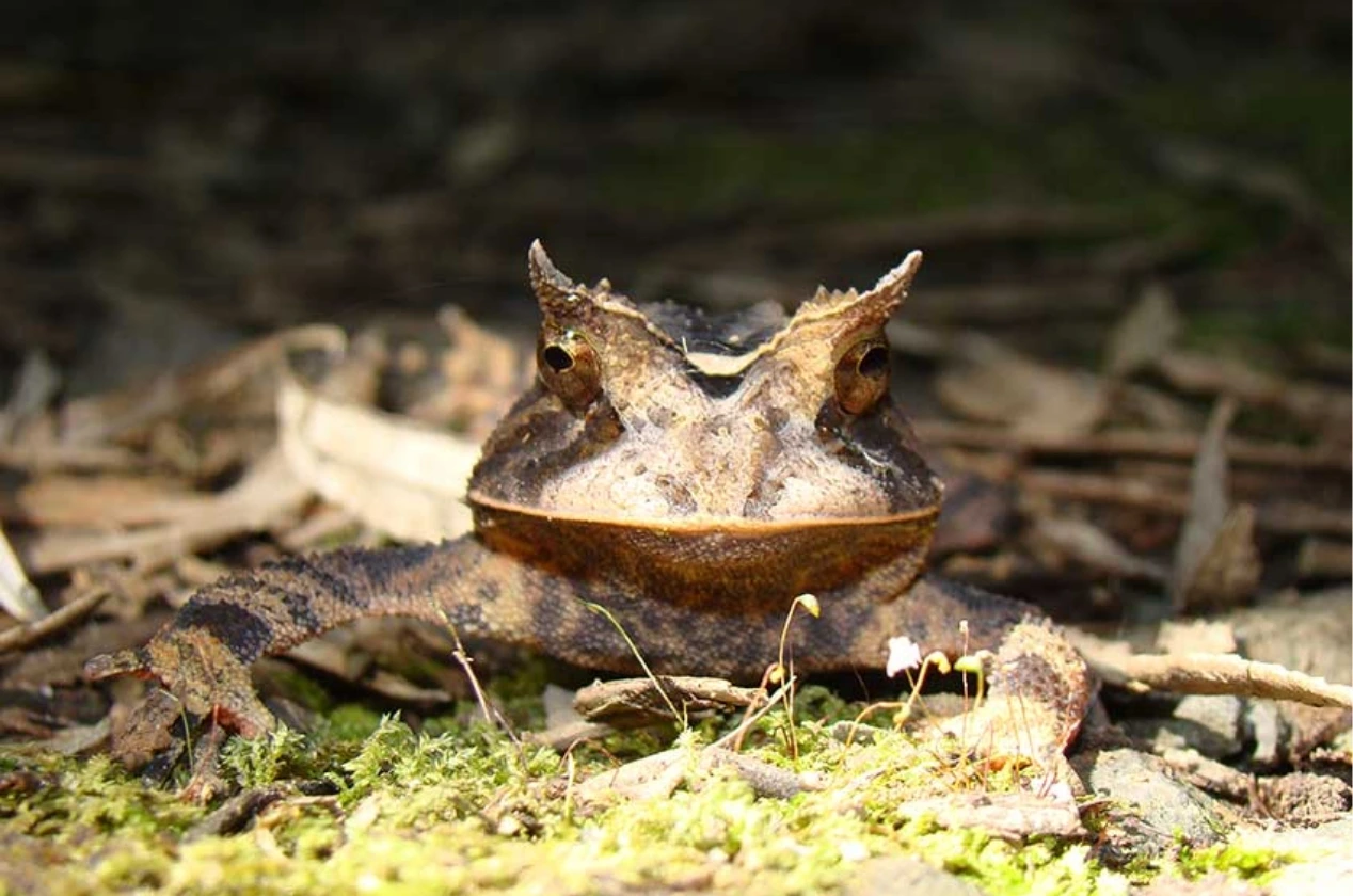 Protegemos a biodiversidade