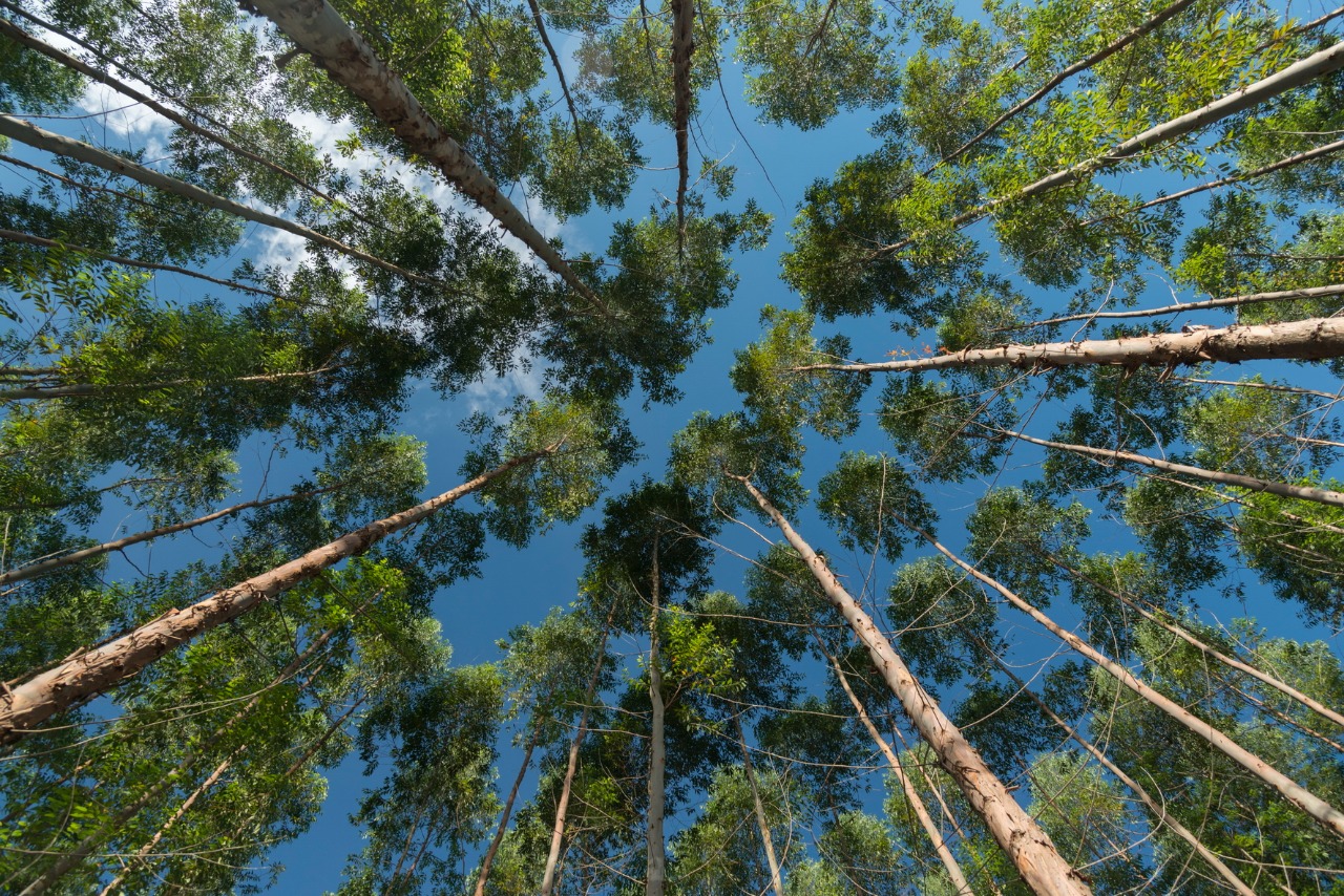 Carbono neutro: entenda esse conceito e valorize quem busca por ele