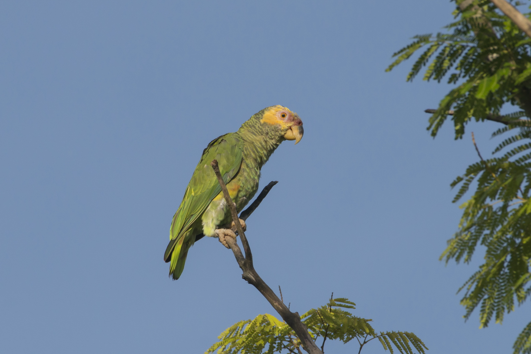 PAPAGAIO-GALEGO Alipiopsitta xanthops - Fazenda Lobo Zig Koch