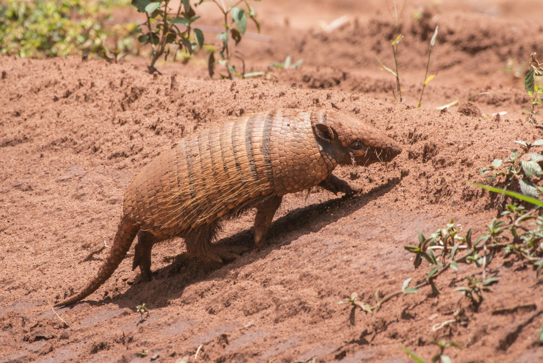 TATU-PEBA Euphractus sexcinctus - Fazenda Lobo Zig Koch