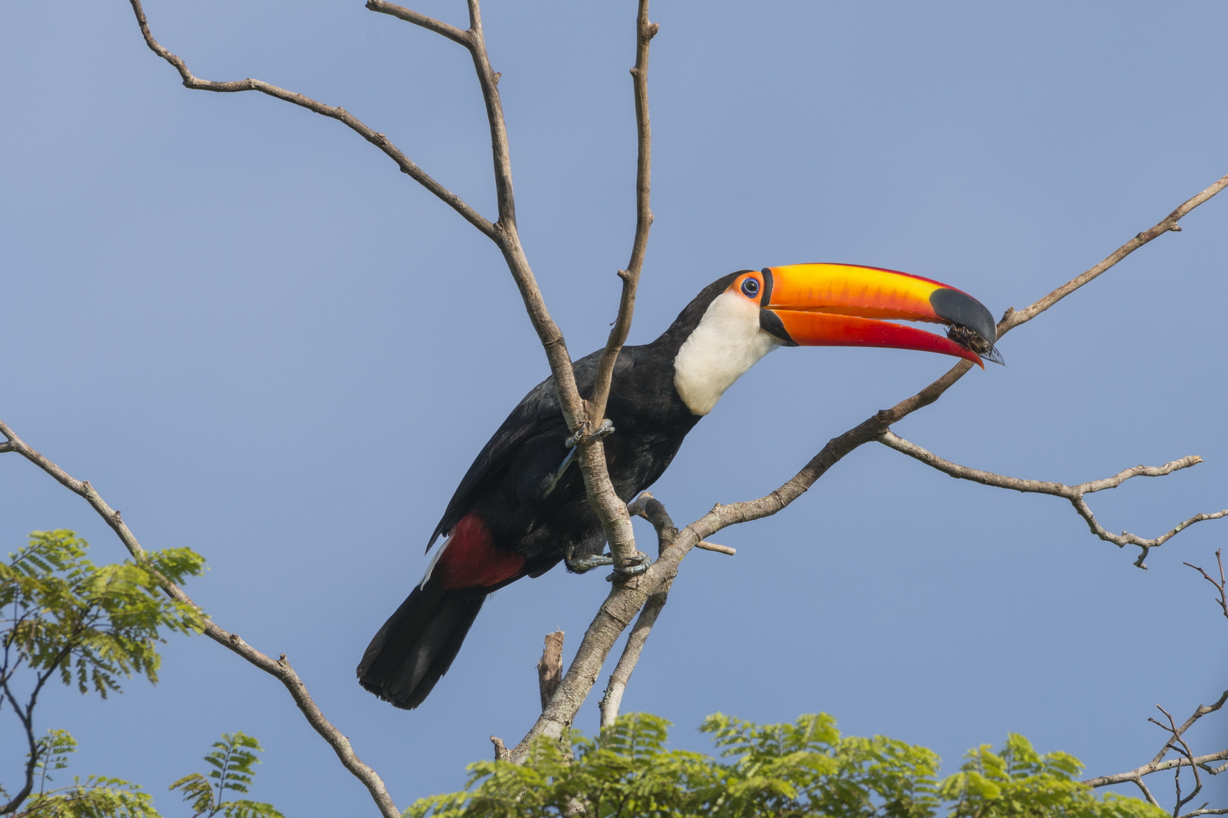 TUCANO-TOCO Ramphastos toco - Fazenda Lobo Zig Koch